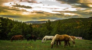 horses 1220x667